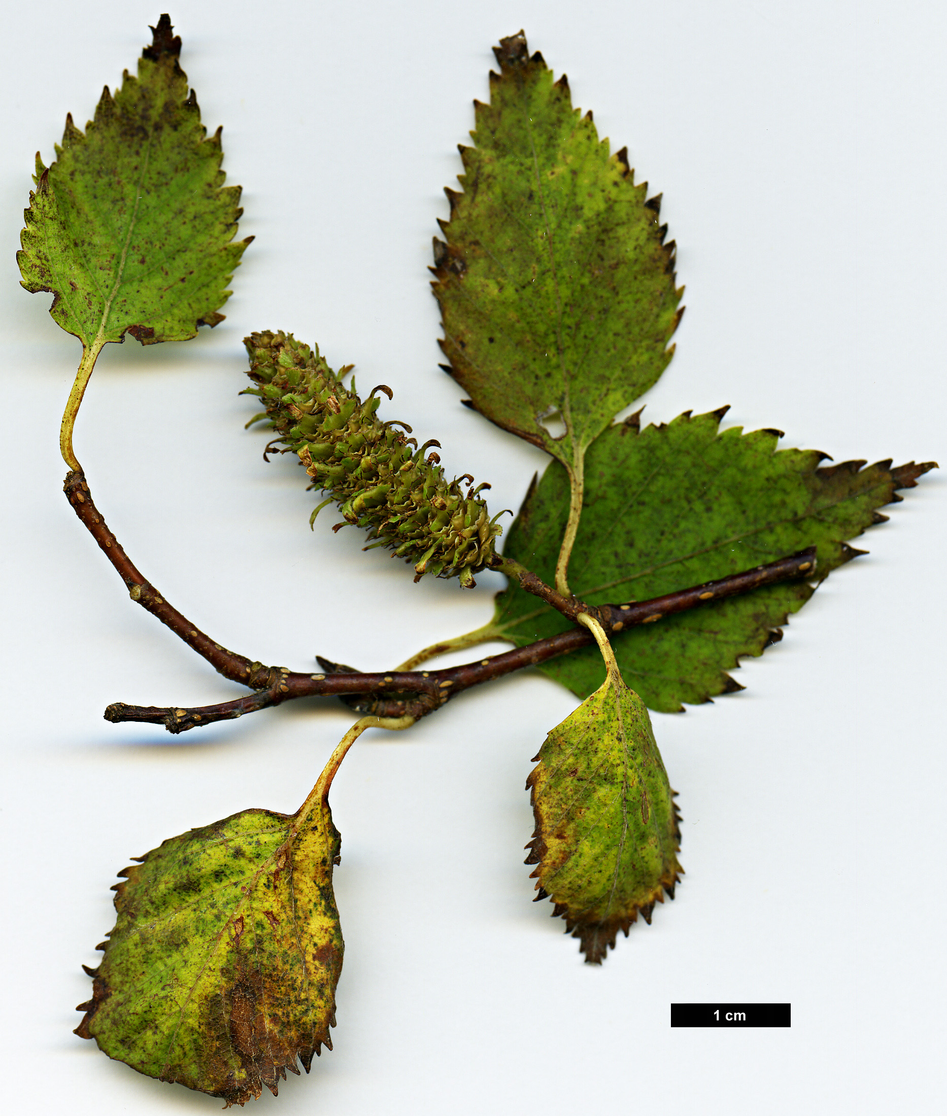 High resolution image: Family: Betulaceae - Genus: Betula - Taxon: ermanii - SpeciesSub: var. ermanii